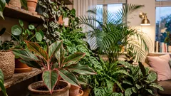 Keine Giftstoffe: 7 Zimmerpflanzen, die die Raumluft auf natürliche Weise reinigen