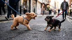 Warum ein Hund aggressiv auf andere Hunde reagiert: Es geht nicht um Boshaftigkeit