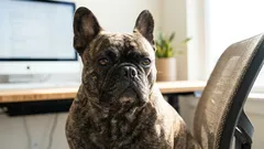 Warum Französische Bulldoggen oft furzen: Der Hauptgrund ist gar nicht so offensichtlich