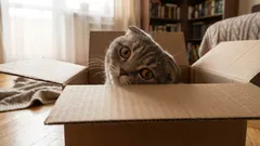 Warum Katzen so neugierig sind – es geht um mehr als nur das Interesse an neuen Dingen