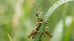 Was bedeutet das Zirpen von Grillen: Die häufigsten Ursachen und wie man die Quelle ausmacht