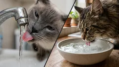 Warum Katzen beim Trinken mit der Pfote das Wasser berühren: Was dieses Verhalten bedeutet