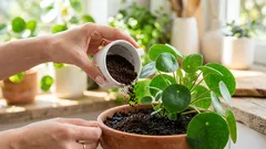 Du wirst überrascht sein, wozu Kaffeesatz alles gut ist – 5 einfache Ideen für deinen Garten und dein Zuhause