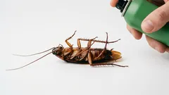 Wir beseitigen Kakerlaken ein für alle Mal: ein in der Praxis bewährter Super-Life-Hack