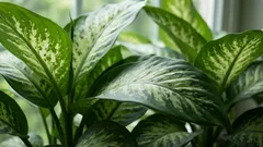Dieffenbachia – Der grüne Riese in Ihrem Zuhause: 5 einfache Tipps