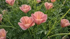 Pflegeleichtes Beet: Blumen, die man direkt in den Boden säen kann