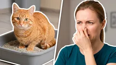 Markiert Ihre Katze Ecken? Eine einfache Lösung, die fast niemand kennt: Tipps von Reinigungsexperten