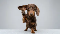 Vorsicht, Ihr Hund hört zu: Was Haustiere aus Ihren Gesprächen verstehen