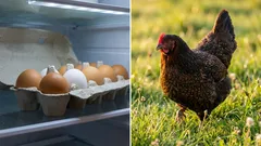Hühner halten statt Eier kaufen: So teuer sind eigene Eier im Alltag