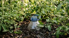 20 Fünf-Liter-Flaschen im Gewächshaus vergraben – Tomaten gedeihen prächtig, Wurzeln sind dreimal so lang